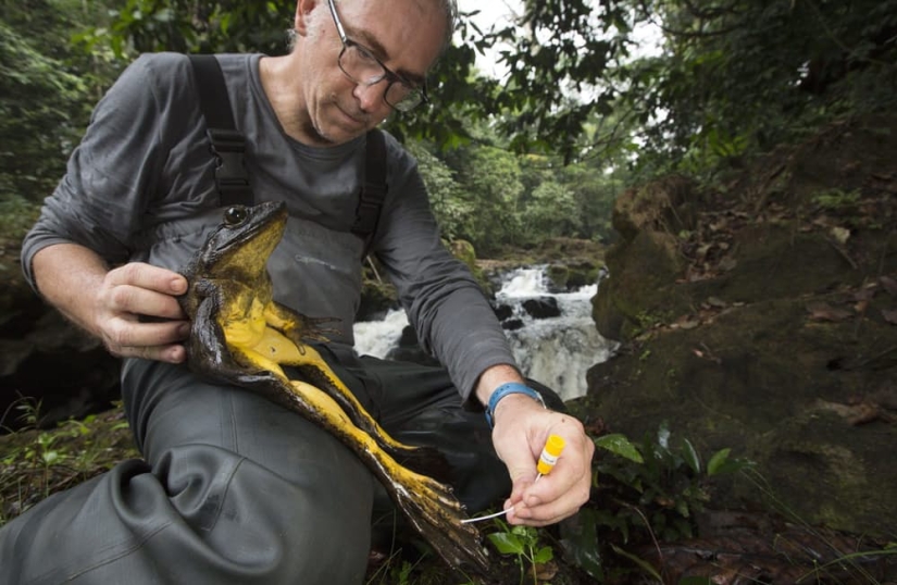 10 abnormally large animals