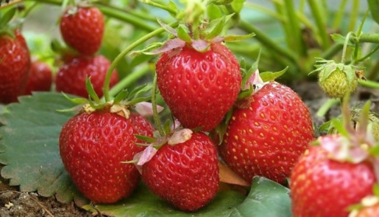 10 amazing properties of strawberries that you had no idea about