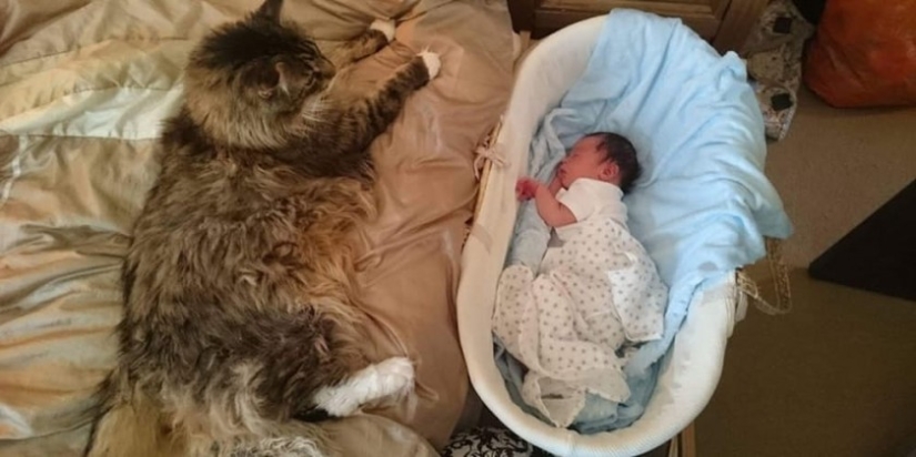 10 animales anormalmente grandes 10 animales anormalmente grandes