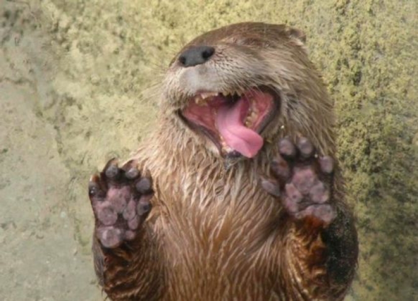 10 animales cuyas caras son más expresivas que las cejas de Emilia Clarke