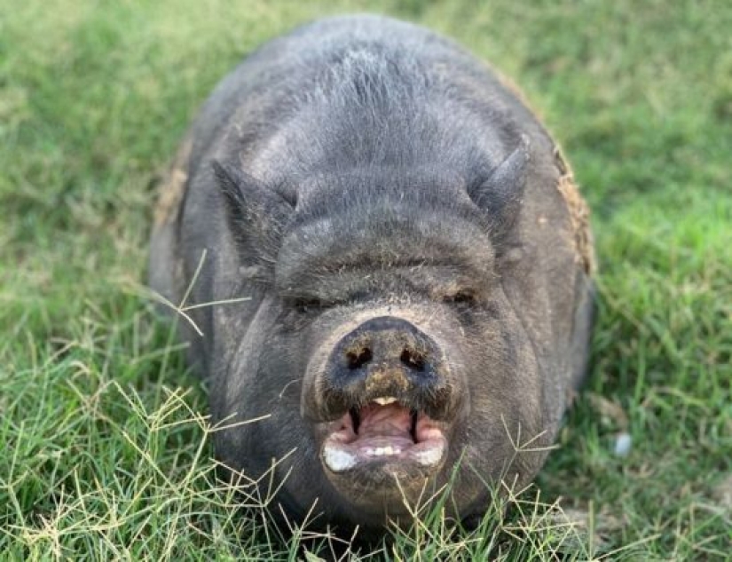 10 animales cuyas caras son más expresivas que las cejas de Emilia Clarke