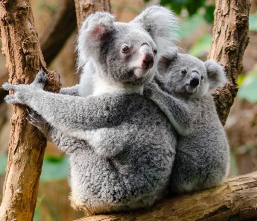 10 animales cuyas caras son más expresivas que las cejas de Emilia Clarke