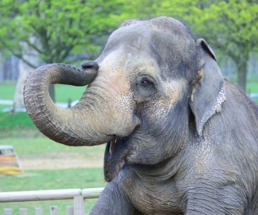 10 animales cuyas caras son más expresivas que las cejas de Emilia Clarke