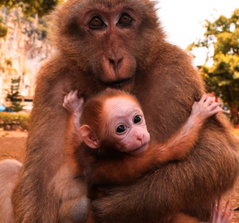 10 animales cuyas caras son más expresivas que las cejas de Emilia Clarke