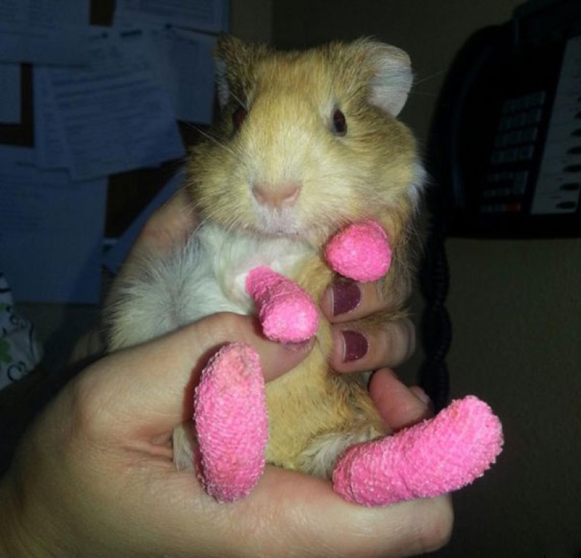 10 animales diminutos en moldes de yeso en miniatura 10 animales diminutos en moldes de yeso en miniatura