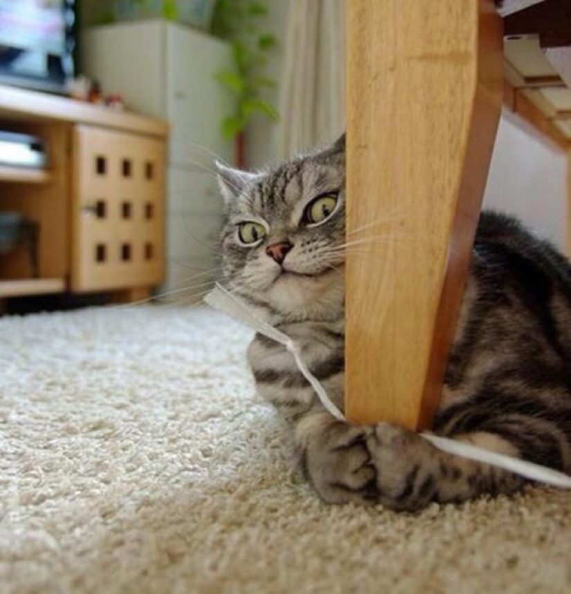 10 animales dramáticos que podrían eclipsar a Jim Carrey 10 animales dramáticos que podrían eclipsar a Jim Carrey