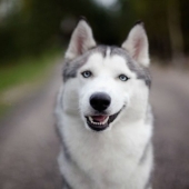 10 animales dramáticos que podrían eclipsar a Jim Carrey