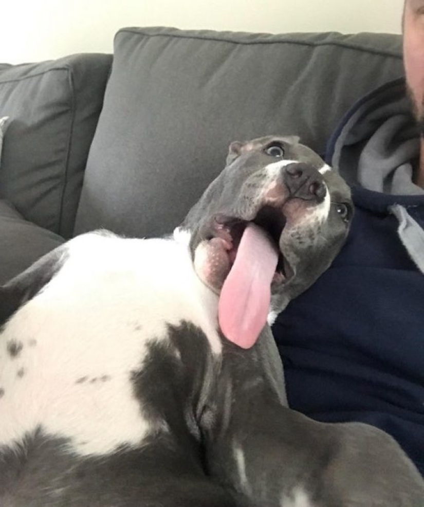 10 animales dramáticos que podrían eclipsar a Jim Carrey 10 animales dramáticos que podrían eclipsar a Jim Carrey