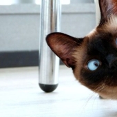 10 Animals Whose Faces Are More Expressive Than Emilia Clarke's Eyebrows