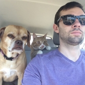 10 Cats Whose Acting Skills Deserve an Oscar