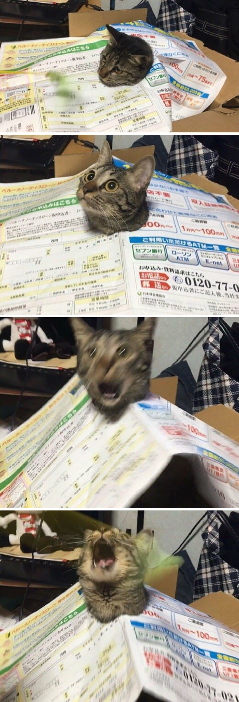 10 Cats Whose Acting Skills Deserve an Oscar 10 Cats Whose Acting Skills Deserve an Oscar