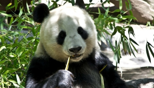 10 cute animals that can kill you 10 cute animals that can kill you