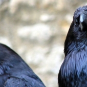 10 datos falsos sobre los animales