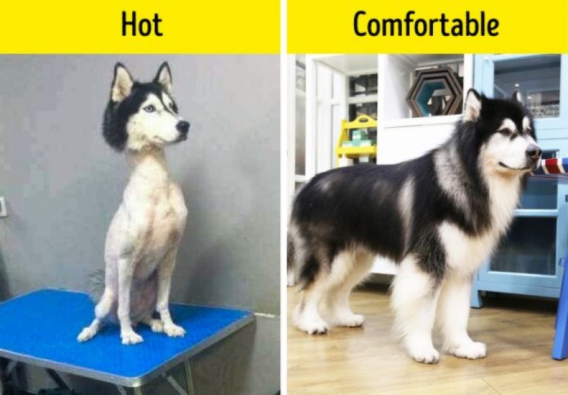 10 dog myths you need to stop believing