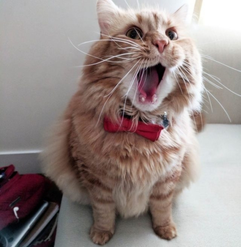 10 Dramatic Animals That Could Outshine Jim Carrey 10 Dramatic Animals That Could Outshine Jim Carrey