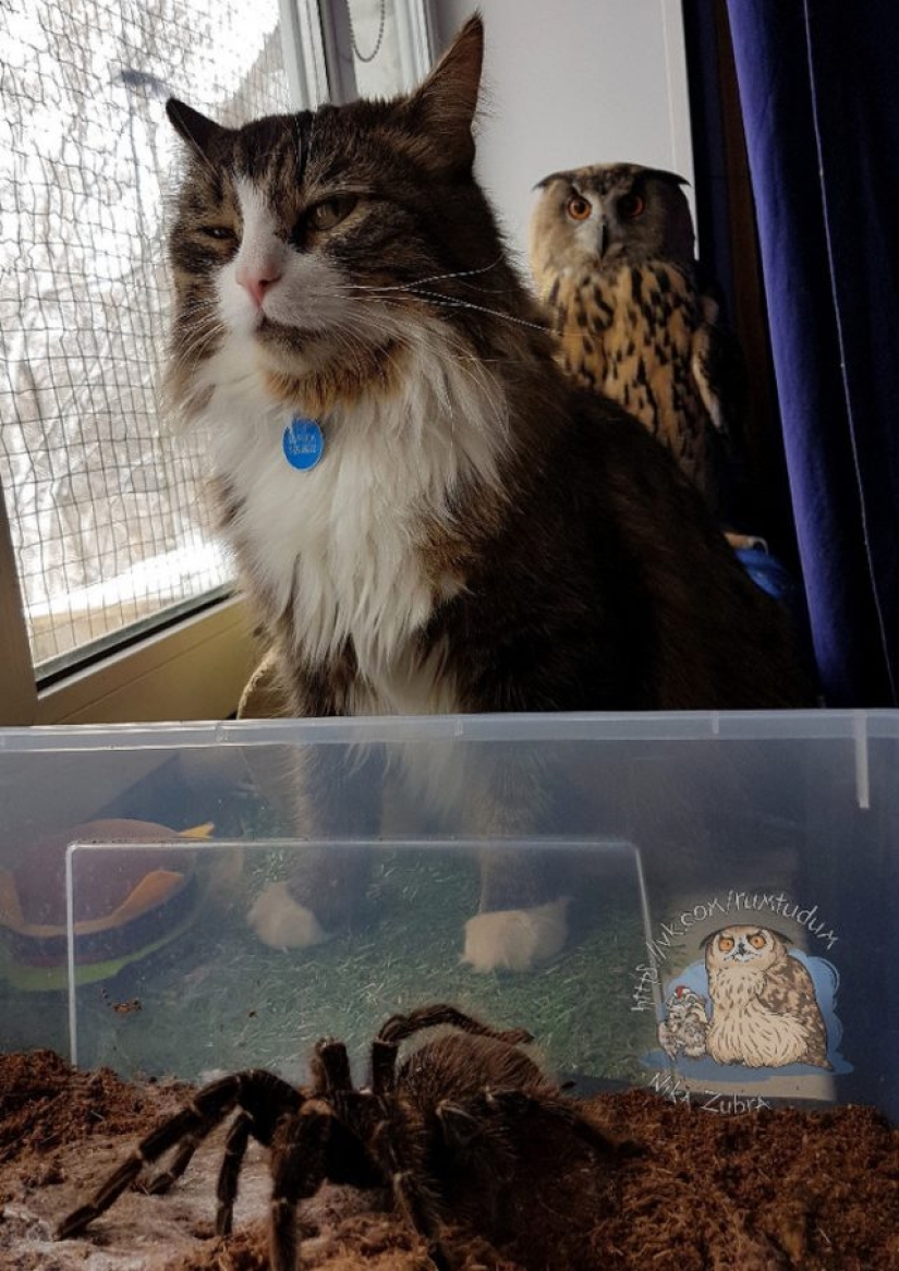 10 Dramatic Animals That Could Outshine Jim Carrey 10 Dramatic Animals That Could Outshine Jim Carrey