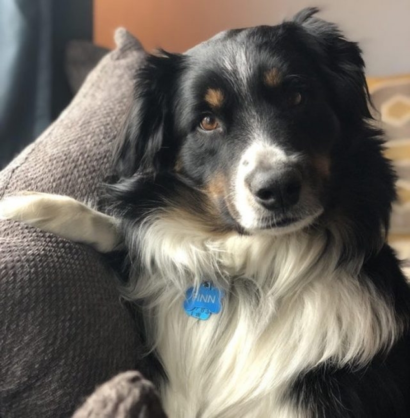 10 Dramatic Animals That Could Outshine Jim Carrey 10 Dramatic Animals That Could Outshine Jim Carrey