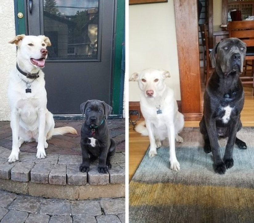 10 Dramatic Animals That Could Outshine Jim Carrey 10 Dramatic Animals That Could Outshine Jim Carrey