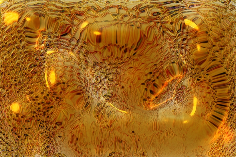 10 facts about sweets