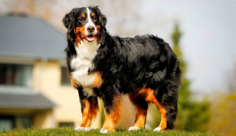 10 False Facts About Animals 10 False Facts About Animals