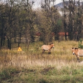 10 fotos de la naturaleza que le ganó la batalla a la civilización en la zona de exclusión alrededor de Chernobyl