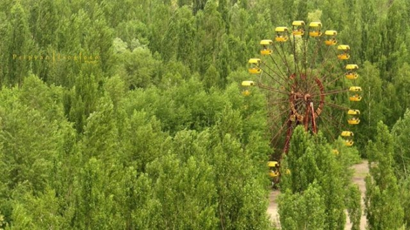 10 fotos de la naturaleza que le ganó la batalla a la civilización en la zona de exclusión alrededor de Chernobyl 10 fotos de la naturaleza que le ganó la batalla a la civilización en la zona de exclusión alrededor de Chernobyl