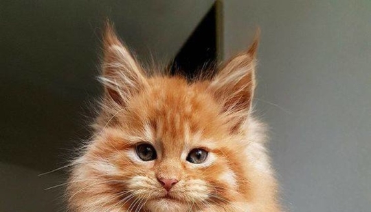 10 fotos que explican por qué Internet se ha vuelto loco con los Maine Coons