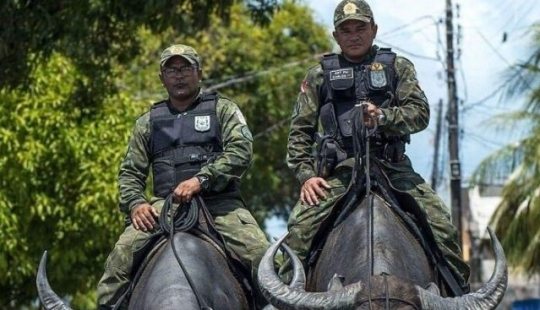 10 fotos que prueban que la vida con gatos es una aventura llena de amor y diversión