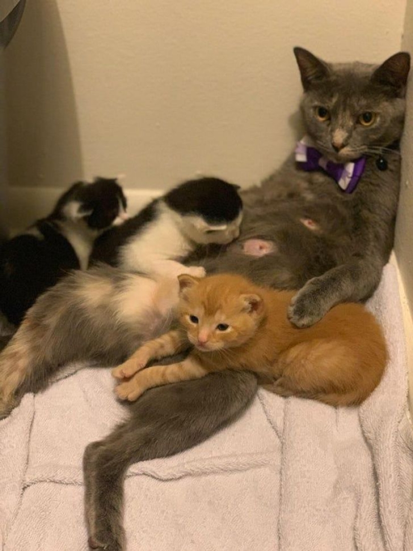 10 fotos que prueban que la vida con gatos es una aventura llena de amor y diversión 10 fotos que prueban que la vida con gatos es una aventura llena de amor y diversión