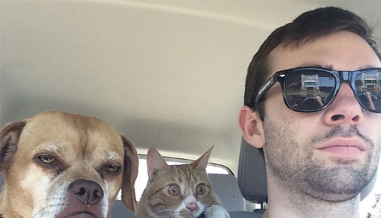 10 gatos cuyas habilidades de actuación merecen un Oscar