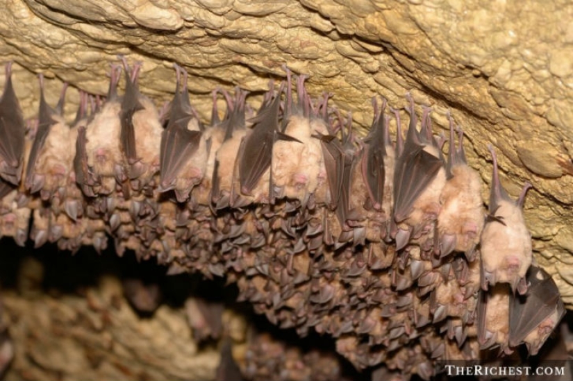 10 hechos que pensabas que estaban científicamente probados, pero que resultaron ser falsos