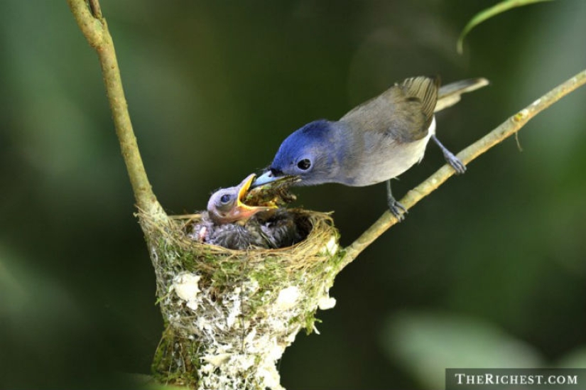 10 hechos que pensabas que estaban científicamente probados, pero que resultaron ser falsos