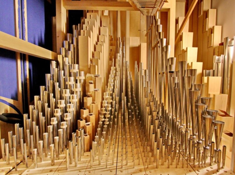 10 hechos sorprendentes sobre las jirafas