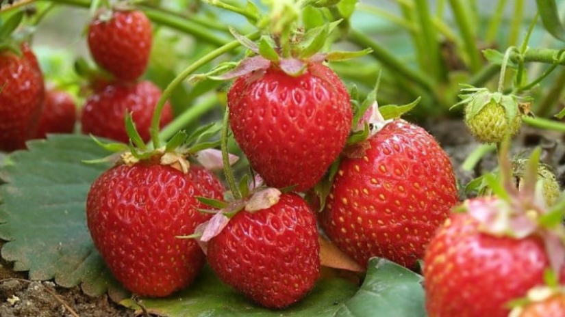 10 increíbles propiedades de las fresas de las que no tenías idea 10 increíbles propiedades de las fresas de las que no tenías idea