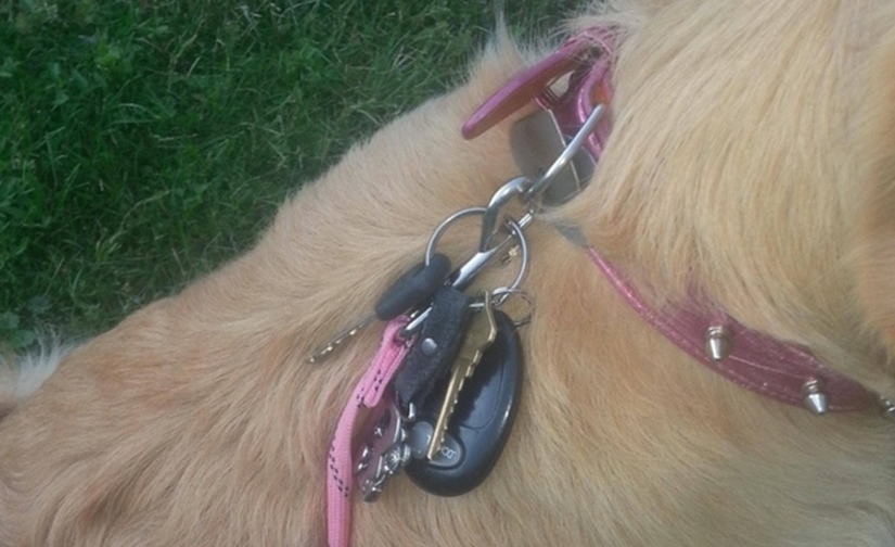 10 life hacks that every dog owner should know