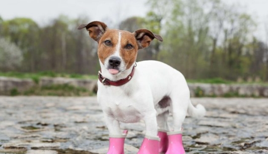 10 mitos sobre perros que debes dejar de creer 10 mitos sobre perros que debes dejar de creer