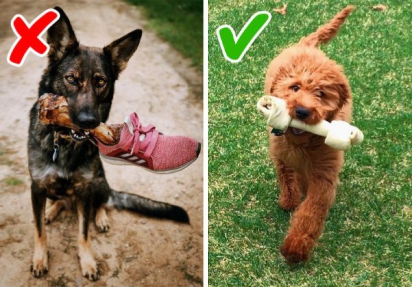 10 mitos sobre perros que debes dejar de creer 10 mitos sobre perros que debes dejar de creer