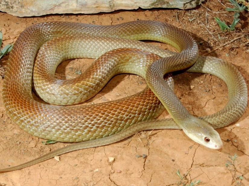 10 most dangerous snakes in the world