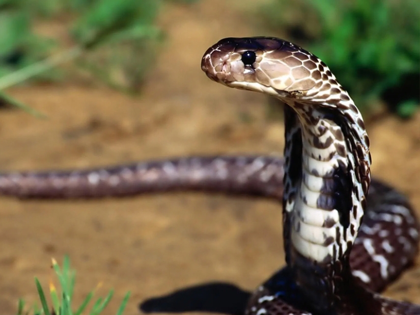 10 most dangerous snakes in the world