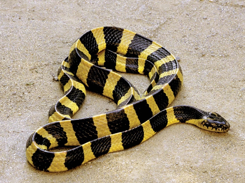 10 most dangerous snakes in the world