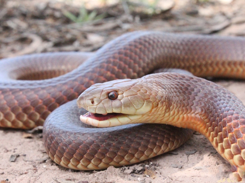 10 most dangerous snakes in the world