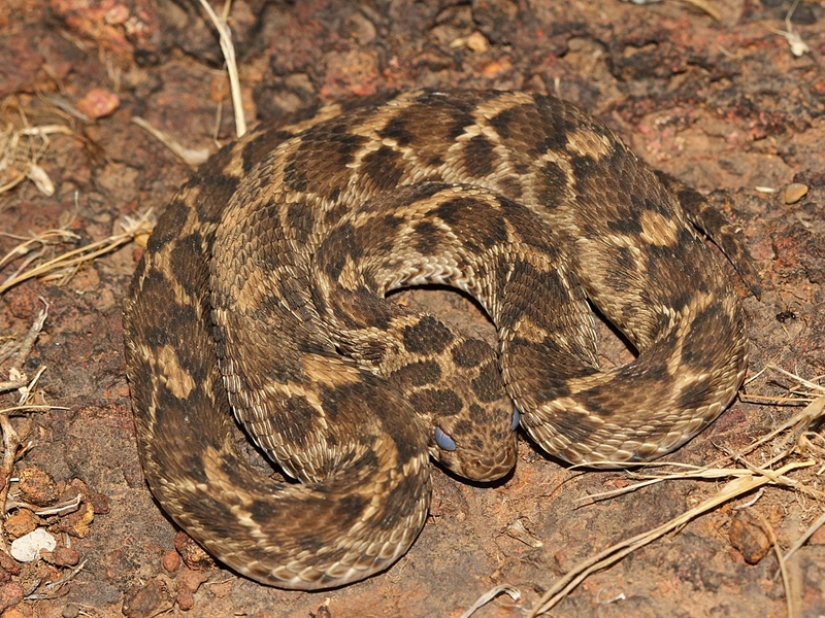 10 most dangerous snakes in the world