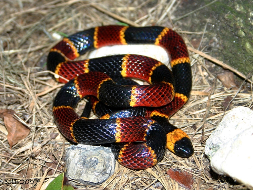 10 most dangerous snakes in the world