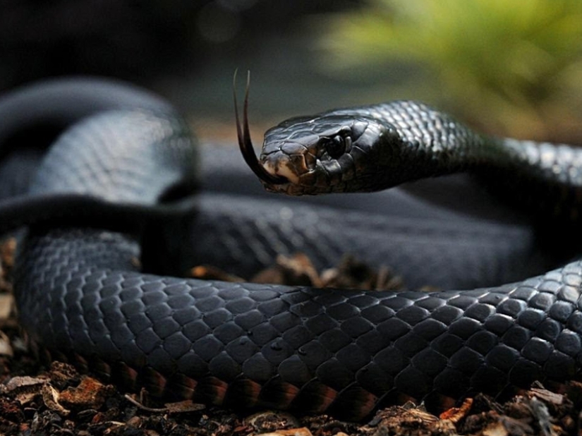 10 most dangerous snakes in the world