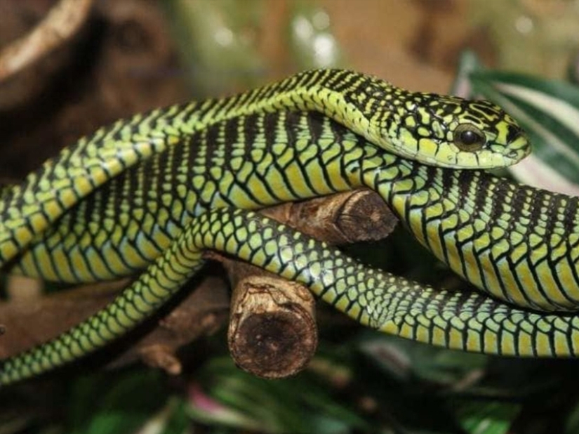 10 most dangerous snakes in the world