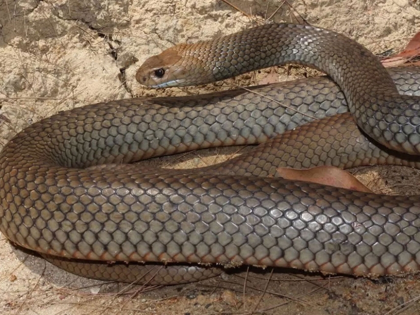 10 most dangerous snakes in the world