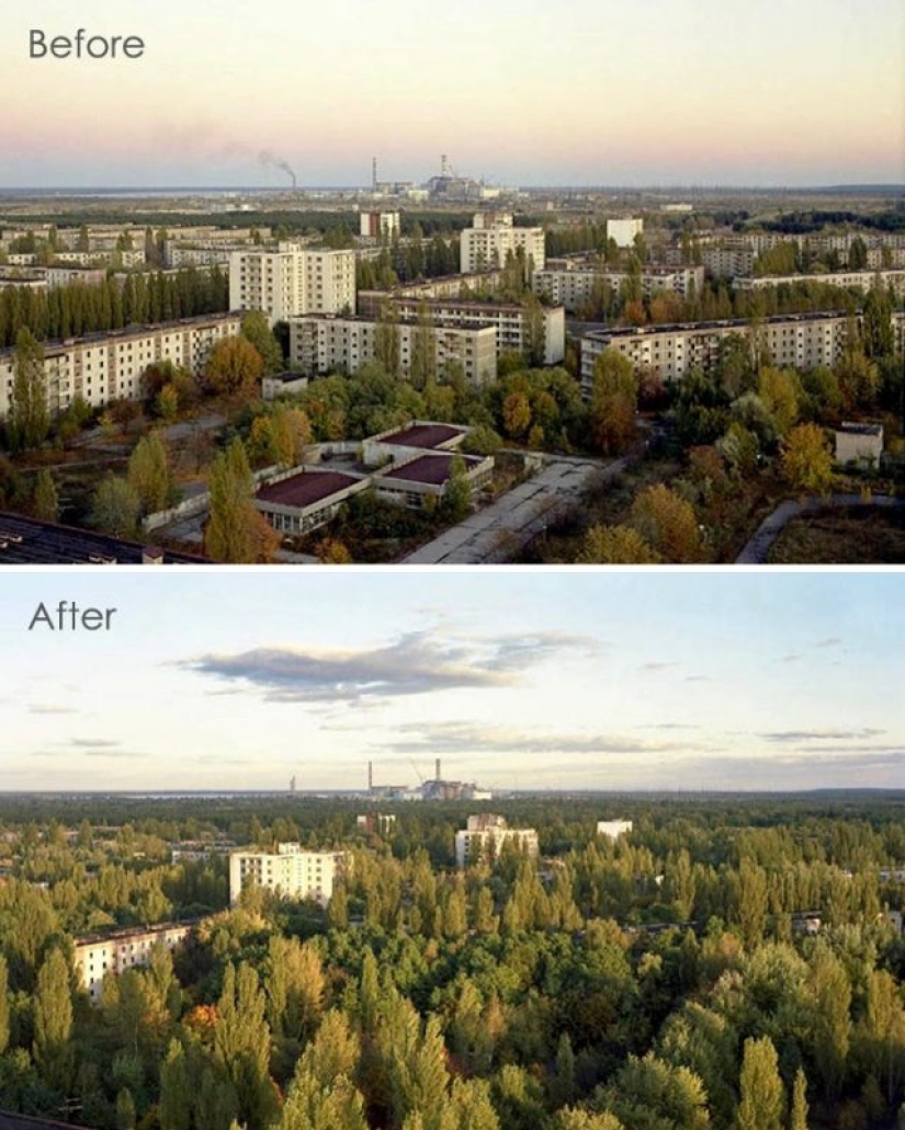 10 photos of nature that won the battle with civilization in the exclusion zone around Chernobyl