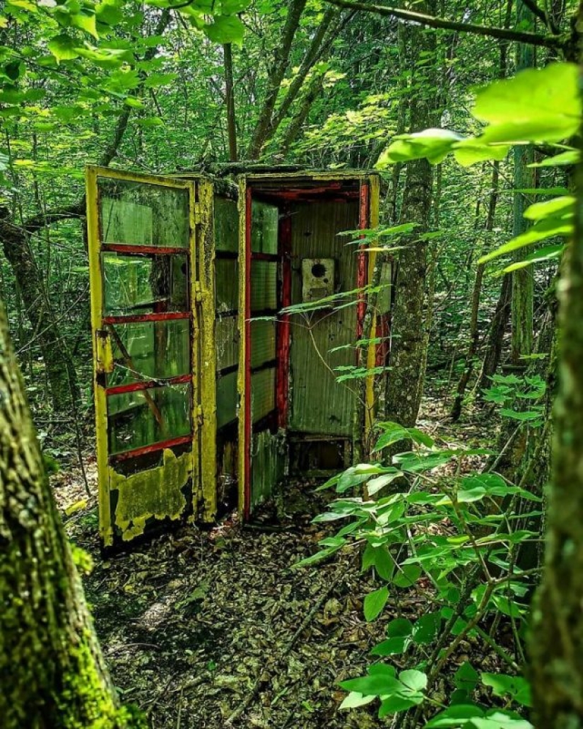 10 photos of nature that won the battle with civilization in the exclusion zone around Chernobyl
