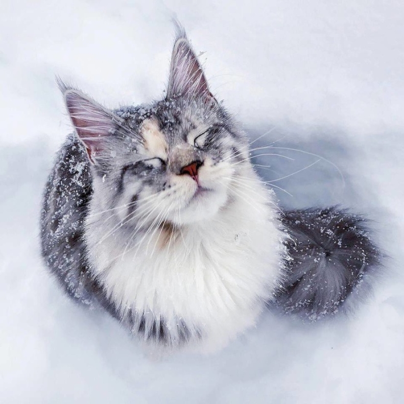 10 Photos That Explain Why The Internet Has Gone Crazy About Maine Coons