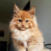 10 Photos That Explain Why The Internet Has Gone Crazy About Maine Coons